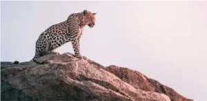 Read more about the article Preserving the Wild: Conservation Efforts at Nauradehi