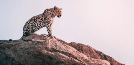 Read more about the article Preserving the Wild: Conservation Efforts at Nauradehi